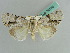  ( - BC ZSM Lep 38178)  @11 [ ] CreativeCommons - Attribution Non-Commercial Share-Alike (2011) Axel Hausmann/Bavarian State Collection of Zoology (ZSM) SNSB, Zoologische Staatssammlung Muenchen