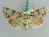  ( - BC ZSM Lep 38179)  @11 [ ] CreativeCommons - Attribution Non-Commercial Share-Alike (2011) Axel Hausmann/Bavarian State Collection of Zoology (ZSM) SNSB, Zoologische Staatssammlung Muenchen
