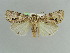  ( - BC ZSM Lep 38181)  @11 [ ] CreativeCommons - Attribution Non-Commercial Share-Alike (2011) Axel Hausmann/Bavarian State Collection of Zoology (ZSM) SNSB, Zoologische Staatssammlung Muenchen