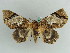  (Trisula - BC ZSM Lep 38204)  @14 [ ] CreativeCommons - Attribution Non-Commercial Share-Alike (2011) Axel Hausmann/Bavarian State Collection of Zoology (ZSM) SNSB, Zoologische Staatssammlung Muenchen