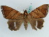  ( - BC ZSM Lep 38226)  @11 [ ] CreativeCommons - Attribution Non-Commercial Share-Alike (2011) Axel Hausmann/Bavarian State Collection of Zoology (ZSM) SNSB, Zoologische Staatssammlung Muenchen