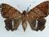  ( - BC ZSM Lep 38227)  @11 [ ] CreativeCommons - Attribution Non-Commercial Share-Alike (2011) Axel Hausmann/Bavarian State Collection of Zoology (ZSM) SNSB, Zoologische Staatssammlung Muenchen