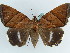  ( - BC ZSM Lep 38228)  @14 [ ] CreativeCommons - Attribution Non-Commercial Share-Alike (2011) Axel Hausmann/Bavarian State Collection of Zoology (ZSM) SNSB, Zoologische Staatssammlung Muenchen