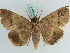  ( - BC ZSM Lep 38233)  @11 [ ] CreativeCommons - Attribution Non-Commercial Share-Alike (2011) Axel Hausmann/Bavarian State Collection of Zoology (ZSM) SNSB, Zoologische Staatssammlung Muenchen
