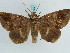  ( - BC ZSM Lep 38234)  @11 [ ] CreativeCommons - Attribution Non-Commercial Share-Alike (2011) Axel Hausmann/Bavarian State Collection of Zoology (ZSM) SNSB, Zoologische Staatssammlung Muenchen