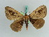  ( - BC ZSM Lep 38238)  @13 [ ] CreativeCommons - Attribution Non-Commercial Share-Alike (2011) Axel Hausmann/Bavarian State Collection of Zoology (ZSM) SNSB, Zoologische Staatssammlung Muenchen