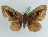  ( - BC ZSM Lep 38239)  @13 [ ] CreativeCommons - Attribution Non-Commercial Share-Alike (2011) Axel Hausmann/Bavarian State Collection of Zoology (ZSM) SNSB, Zoologische Staatssammlung Muenchen