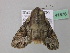  ( - BC ZSM Lep 41878)  @13 [ ] CreativeCommons - Attribution Non-Commercial Share-Alike (2011) Axel Hausmann/Bavarian State Collection of Zoology (ZSM) SNSB, Zoologische Staatssammlung Muenchen