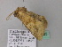  ( - BC ZSM Lep 41883)  @13 [ ] CreativeCommons - Attribution Non-Commercial Share-Alike (2011) Axel Hausmann/Bavarian State Collection of Zoology (ZSM) SNSB, Zoologische Staatssammlung Muenchen