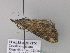  ( - BC ZSM Lep 41889)  @13 [ ] CreativeCommons - Attribution Non-Commercial Share-Alike (2011) Axel Hausmann/Bavarian State Collection of Zoology (ZSM) SNSB, Zoologische Staatssammlung Muenchen