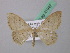  ( - BC ZSM Lep 41947)  @13 [ ] CreativeCommons - Attribution Non-Commercial Share-Alike (2011) Axel Hausmann/Bavarian State Collection of Zoology (ZSM) SNSB, Zoologische Staatssammlung Muenchen