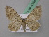  ( - BC ZSM Lep 41954)  @14 [ ] CreativeCommons - Attribution Non-Commercial Share-Alike (2011) Axel Hausmann/Bavarian State Collection of Zoology (ZSM) SNSB, Zoologische Staatssammlung Muenchen