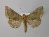  ( - BC ZSM Lep 41989)  @14 [ ] CreativeCommons - Attribution Non-Commercial Share-Alike (2011) Axel Hausmann/Bavarian State Collection of Zoology (ZSM) SNSB, Zoologische Staatssammlung Muenchen
