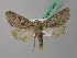  ( - BC ZSM Lep 41999)  @13 [ ] CreativeCommons - Attribution Non-Commercial Share-Alike (2011) Axel Hausmann/Bavarian State Collection of Zoology (ZSM) SNSB, Zoologische Staatssammlung Muenchen