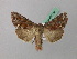  ( - BC ZSM Lep 42004)  @13 [ ] CreativeCommons - Attribution Non-Commercial Share-Alike (2011) Axel Hausmann/Bavarian State Collection of Zoology (ZSM) SNSB, Zoologische Staatssammlung Muenchen