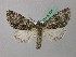  (Subacronicta - BC ZSM Lep 42024)  @14 [ ] CreativeCommons - Attribution Non-Commercial Share-Alike (2011) Axel Hausmann/Bavarian State Collection of Zoology (ZSM) SNSB, Zoologische Staatssammlung Muenchen