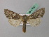  ( - BC ZSM Lep 42025)  @14 [ ] CreativeCommons - Attribution Non-Commercial Share-Alike (2011) Axel Hausmann/Bavarian State Collection of Zoology (ZSM) SNSB, Zoologische Staatssammlung Muenchen