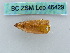  ( - BC ZSM Lep 46429)  @11 [ ] CreativeCommons - Attribution Non-Commercial Share-Alike (2011) Axel Hausmann/Bavarian State Collection of Zoology (ZSM) SNSB, Zoologische Staatssammlung Muenchen