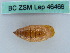  ( - BC ZSM Lep 46466)  @11 [ ] CreativeCommons - Attribution Non-Commercial Share-Alike (2011) Axel Hausmann/Bavarian State Collection of Zoology (ZSM) SNSB, Zoologische Staatssammlung Muenchen