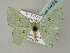  (Comostola orestias - BC ZSM Lep 54033)  @14 [ ] CreativeCommons - Attribution Non-Commercial Share-Alike (2011) Axel Hausmann/Bavarian State Collection of Zoology (ZSM) SNSB, Zoologische Staatssammlung Muenchen