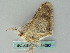  ( - BC ZSM Lep 54062)  @13 [ ] CreativeCommons - Attribution Non-Commercial Share-Alike (2011) Axel Hausmann/Bavarian State Collection of Zoology (ZSM) SNSB, Zoologische Staatssammlung Muenchen