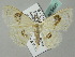  ( - BC ZSM Lep 54067)  @14 [ ] CreativeCommons - Attribution Non-Commercial Share-Alike (2011) Axel Hausmann/Bavarian State Collection of Zoology (ZSM) SNSB, Zoologische Staatssammlung Muenchen