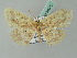  ( - BC ZSM Lep 54072)  @13 [ ] CreativeCommons - Attribution Non-Commercial Share-Alike (2011) Axel Hausmann/Bavarian State Collection of Zoology (ZSM) SNSB, Zoologische Staatssammlung Muenchen