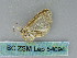  ( - BC ZSM Lep 54094)  @12 [ ] CreativeCommons - Attribution Non-Commercial Share-Alike (2011) Axel Hausmann/Bavarian State Collection of Zoology (ZSM) SNSB, Zoologische Staatssammlung Muenchen