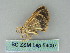  ( - BC ZSM Lep 54097)  @12 [ ] CreativeCommons - Attribution Non-Commercial Share-Alike (2011) Axel Hausmann/Bavarian State Collection of Zoology (ZSM) SNSB, Zoologische Staatssammlung Muenchen