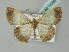  ( - BC ZSM Lep 54098)  @13 [ ] CreativeCommons - Attribution Non-Commercial Share-Alike (2011) Axel Hausmann/Bavarian State Collection of Zoology (ZSM) SNSB, Zoologische Staatssammlung Muenchen
