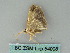  ( - BC ZSM Lep 54098)  @12 [ ] CreativeCommons - Attribution Non-Commercial Share-Alike (2011) Axel Hausmann/Bavarian State Collection of Zoology (ZSM) SNSB, Zoologische Staatssammlung Muenchen