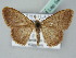  (Scopula AH04Th - BC ZSM Lep 54100)  @13 [ ] CreativeCommons - Attribution Non-Commercial Share-Alike (2011) Axel Hausmann/Bavarian State Collection of Zoology (ZSM) SNSB, Zoologische Staatssammlung Muenchen