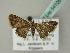  ( - BC ZSM Lep 54105)  @12 [ ] CreativeCommons - Attribution Non-Commercial Share-Alike (2011) Axel Hausmann/Bavarian State Collection of Zoology (ZSM) SNSB, Zoologische Staatssammlung Muenchen
