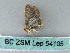  ( - BC ZSM Lep 54105)  @12 [ ] CreativeCommons - Attribution Non-Commercial Share-Alike (2011) Axel Hausmann/Bavarian State Collection of Zoology (ZSM) SNSB, Zoologische Staatssammlung Muenchen