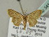  (Idaea AH01Th - BC ZSM Lep 54106)  @13 [ ] CreativeCommons - Attribution Non-Commercial Share-Alike (2011) Axel Hausmann/Bavarian State Collection of Zoology (ZSM) SNSB, Zoologische Staatssammlung Muenchen