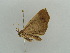 ( - BC ZSM Lep 55158)  @12 [ ] CreativeCommons - Attribution Non-Commercial Share-Alike (2011) Axel Hausmann/Bavarian State Collection of Zoology (ZSM) SNSB, Zoologische Staatssammlung Muenchen