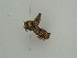  ( - BC ZSM Lep 55180)  @12 [ ] CreativeCommons - Attribution Non-Commercial Share-Alike (2011) Axel Hausmann/Bavarian State Collection of Zoology (ZSM) SNSB, Zoologische Staatssammlung Muenchen