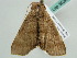  ( - BC ZSM Lep 55246)  @12 [ ] CreativeCommons - Attribution Non-Commercial Share-Alike (2011) Axel Hausmann/Bavarian State Collection of Zoology (ZSM) SNSB, Zoologische Staatssammlung Muenchen