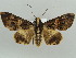  ( - BC ZSM Lep 55750)  @15 [ ] CreativeCommons - Attribution Non-Commercial Share-Alike (2011) Axel Hausmann/Bavarian State Collection of Zoology (ZSM) SNSB, Zoologische Staatssammlung Muenchen