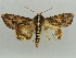 ( - BC ZSM Lep 55751)  @13 [ ] CreativeCommons - Attribution Non-Commercial Share-Alike (2011) Axel Hausmann/Bavarian State Collection of Zoology (ZSM) SNSB, Zoologische Staatssammlung Muenchen