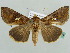  ( - BC ZSM Lep 55774)  @14 [ ] CreativeCommons - Attribution Non-Commercial Share-Alike (2011) Axel Hausmann/Bavarian State Collection of Zoology (ZSM) SNSB, Zoologische Staatssammlung Muenchen
