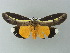  ( - BC ZSM Lep 55807)  @13 [ ] CreativeCommons - Attribution Non-Commercial Share-Alike (2012) Axel Hausmann/Bavarian State Collection of Zoology (ZSM) SNSB, Zoologische Staatssammlung Muenchen