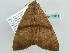  ( - BC ZSM Lep 55811)  @13 [ ] CreativeCommons - Attribution Non-Commercial Share-Alike (2011) Axel Hausmann/Bavarian State Collection of Zoology (ZSM) SNSB, Zoologische Staatssammlung Muenchen