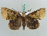  ( - BC ZSM Lep 56393)  @14 [ ] CreativeCommons - Attribution Non-Commercial Share-Alike (2011) Axel Hausmann/Bavarian State Collection of Zoology (ZSM) SNSB, Zoologische Staatssammlung Muenchen