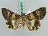  ( - BC ZSM Lep 56395)  @13 [ ] CreativeCommons - Attribution Non-Commercial Share-Alike (2011) Axel Hausmann/Bavarian State Collection of Zoology (ZSM) SNSB, Zoologische Staatssammlung Muenchen