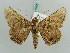  ( - BC ZSM Lep 56406)  @11 [ ] CreativeCommons - Attribution Non-Commercial Share-Alike (2011) Axel Hausmann/Bavarian State Collection of Zoology (ZSM) SNSB, Zoologische Staatssammlung Muenchen