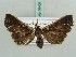  (Rejectaria rosimonalis - BC ZSM Lep 56409)  @11 [ ] CreativeCommons - Attribution Non-Commercial Share-Alike (2011) Axel Hausmann/Bavarian State Collection of Zoology (ZSM) SNSB, Zoologische Staatssammlung Muenchen
