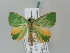  ( - BC ZSM Lep 56434)  @14 [ ] CreativeCommons - Attribution Non-Commercial Share-Alike (2011) Axel Hausmann/Bavarian State Collection of Zoology (ZSM) SNSB, Zoologische Staatssammlung Muenchen