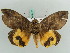  ( - BC ZSM Lep 56440)  @14 [ ] CreativeCommons - Attribution Non-Commercial Share-Alike (2011) Axel Hausmann/Bavarian State Collection of Zoology (ZSM) SNSB, Zoologische Staatssammlung Muenchen