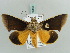  ( - BC ZSM Lep 56442)  @14 [ ] CreativeCommons - Attribution Non-Commercial Share-Alike (2011) Axel Hausmann/Bavarian State Collection of Zoology (ZSM) SNSB, Zoologische Staatssammlung Muenchen